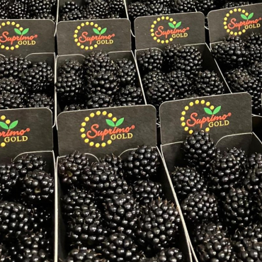 Black Berries